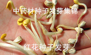 ˎٍX(qin)